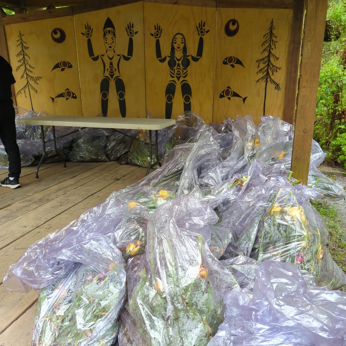 Bags of bulbs!  $5 cash only.  At today's Fingerling Festival in #PortMoody.