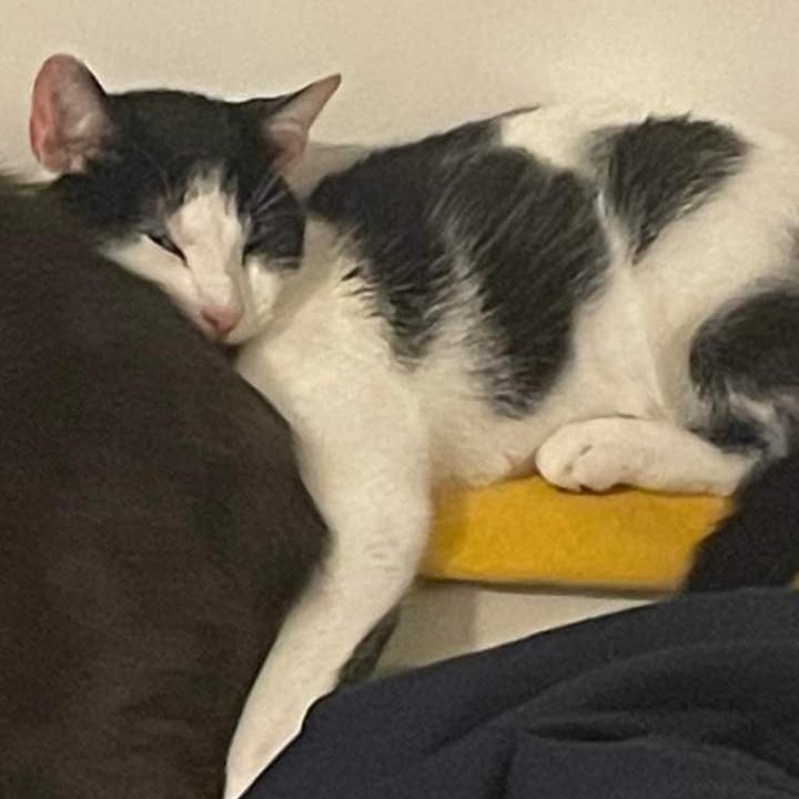 JohnDaffern2's tweet photo. Has anyone seen this cat? She’s about year old and inside cat. Last night she got out. She goes by the name Mila and she is very missed and we are very worried. She got out from the near the bottom of Chewton Street near the #cemetary #Giltbrook #NG16  

 Thank you 💔
(copied) https://t.co/KEqMhk2nvJ