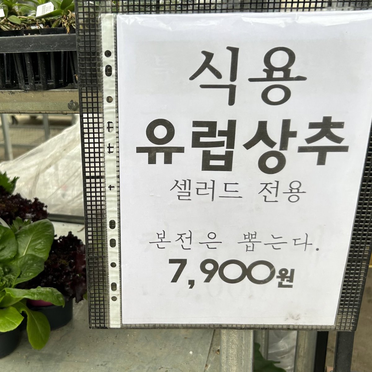 ritardandu's tweet photo. 화훼단지 다녀왔는데 설명이 심상치 않음
빈손으로 집에 가기 싫어서 홀린듯이 카랑코에 집어왔음 ㅋㅋ https://t.co/LaSCdNqCzb