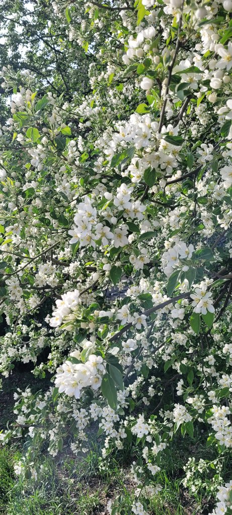 _edi_chan_'s tweet photo. Никуда без фото яблонь 🌸 https://t.co/vV6cUEJ5nF