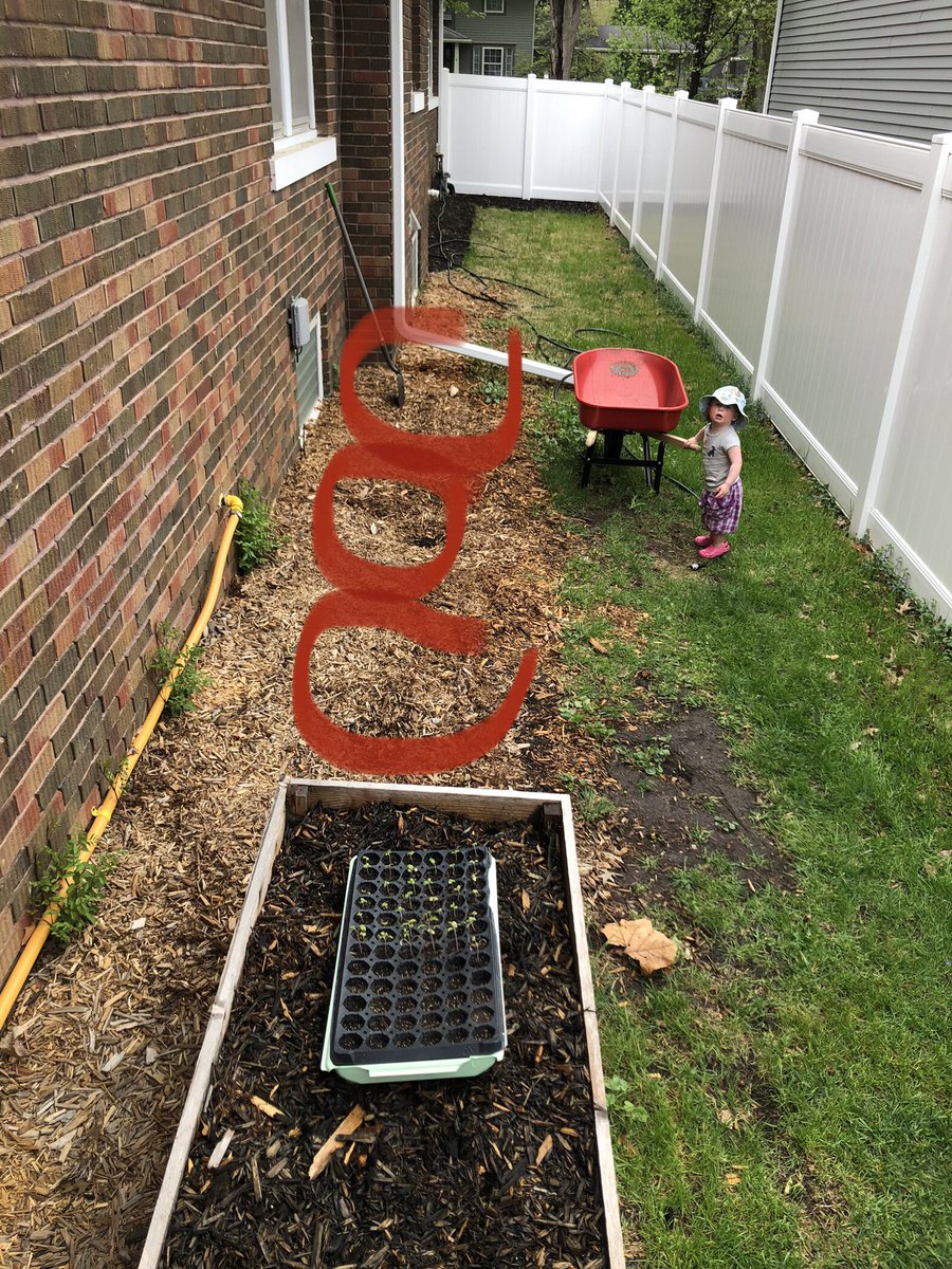 Willow’s helping plant the #hops! We’ve got 3 varieties: Centennial, Cascade, and Chinook. #tomatoes and #basil are also sprouted! #Rainbarrel almost filled last night. Fingers crossed all grows well for our first Spring in Iowa! #greenthumb #livingthedream #brewbeer