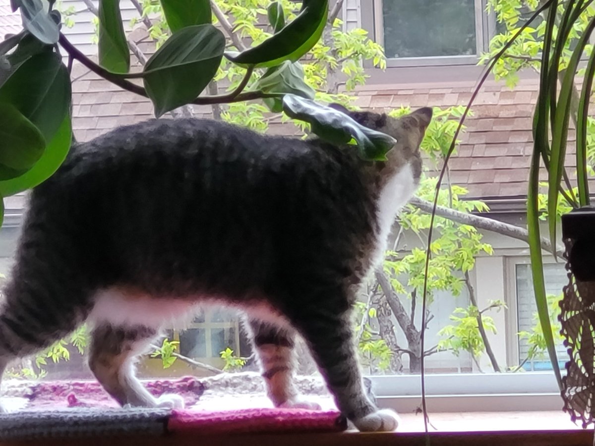 jmstrnr1's tweet photo. #Caturday https://t.co/OrjM79vytG