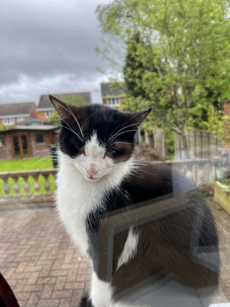 kezbikerbabe's tweet photo. Young female cat, no chip, very hungry. I have a cat so cannot let her in, please share  so we can get her home. B69 area, west Mids. https://t.co/64zFOntqgf