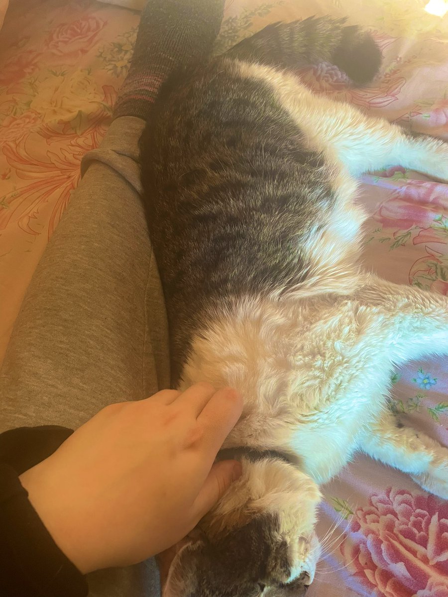 Big, huge even, GIGANTIC CAT!!!