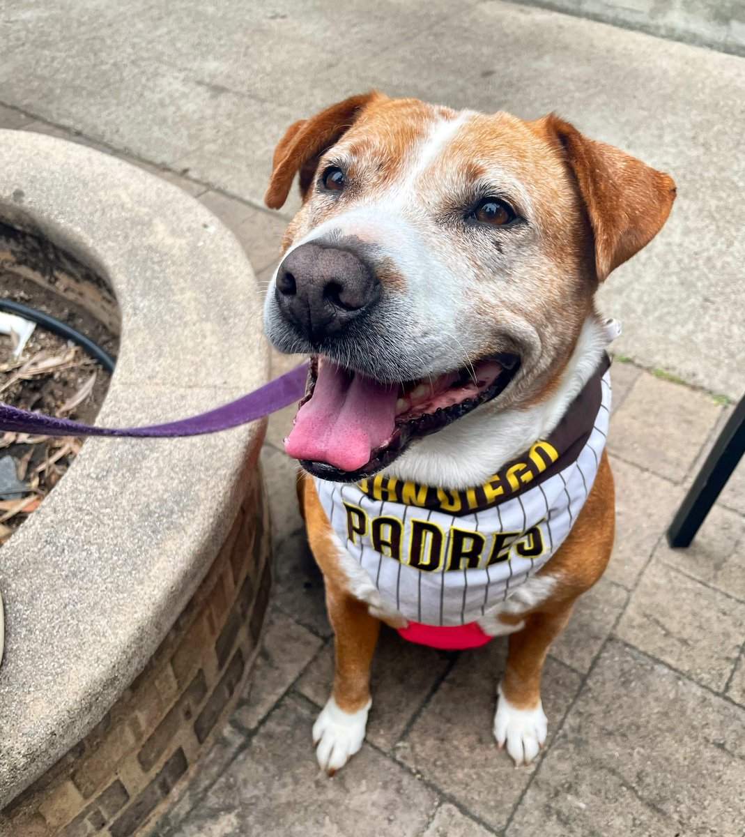 Quibby is ready to cheer on her favorite team! Go Padres!!! #padrespets