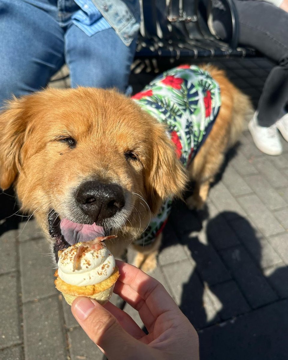 fitwarmofficial's tweet photo. Let's hang out in a sunny day, just you and me.
#dogclothes #doglife #fitwarm https://t.co/PdBzr1cGRG