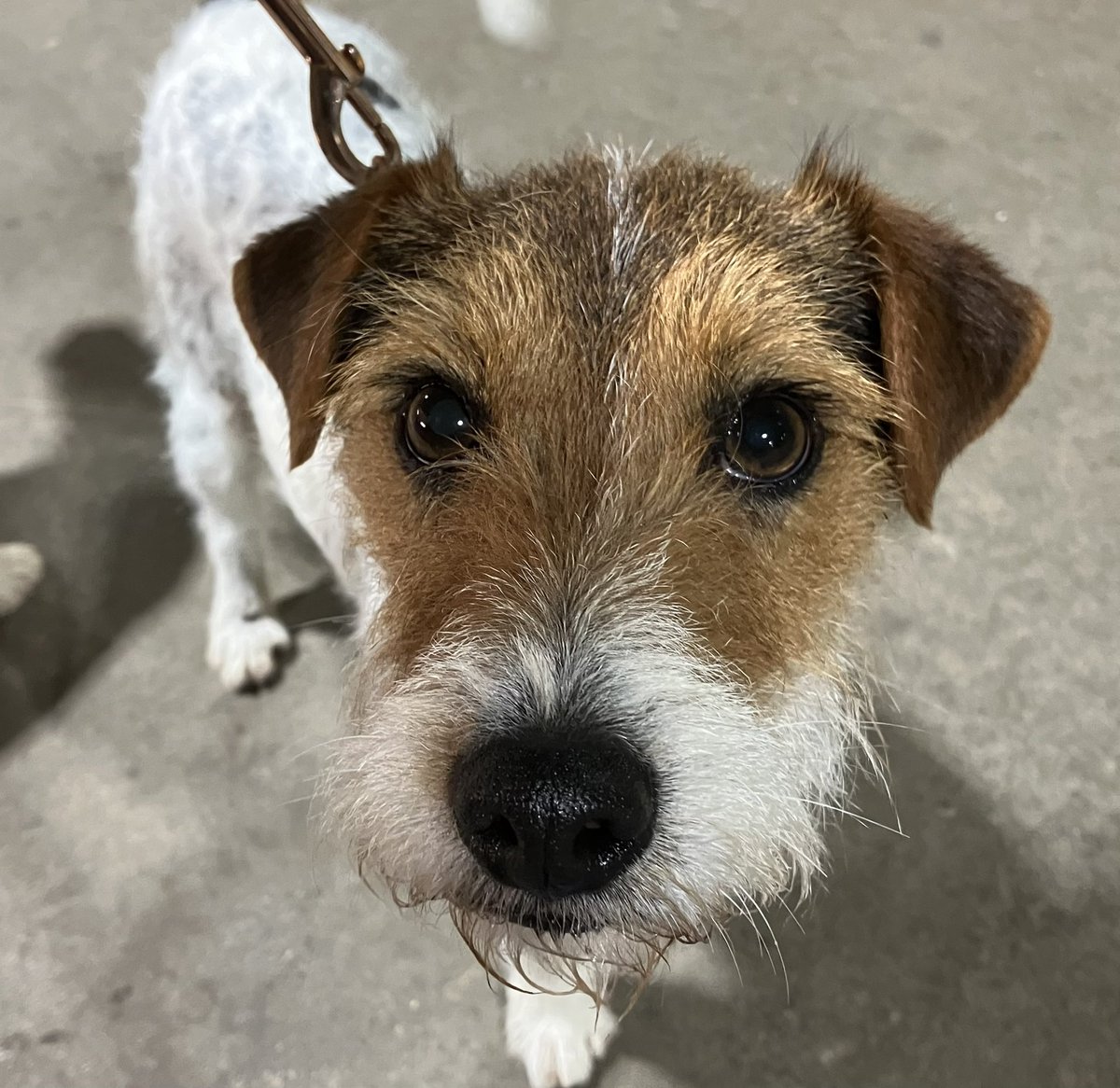 Dexter: “Mum’s proud of Alice & I cos we qualified for Crufts 24 1st time out this year. Dad (Stan) shone in the ring 👑 as did cousin Sonic 🌟They’re show offs cos they’re Crufts qualified for life. Lots of fun, cuddles & treats.” #DogsOnTwitter #dog #dogs #parsonrussellterrier