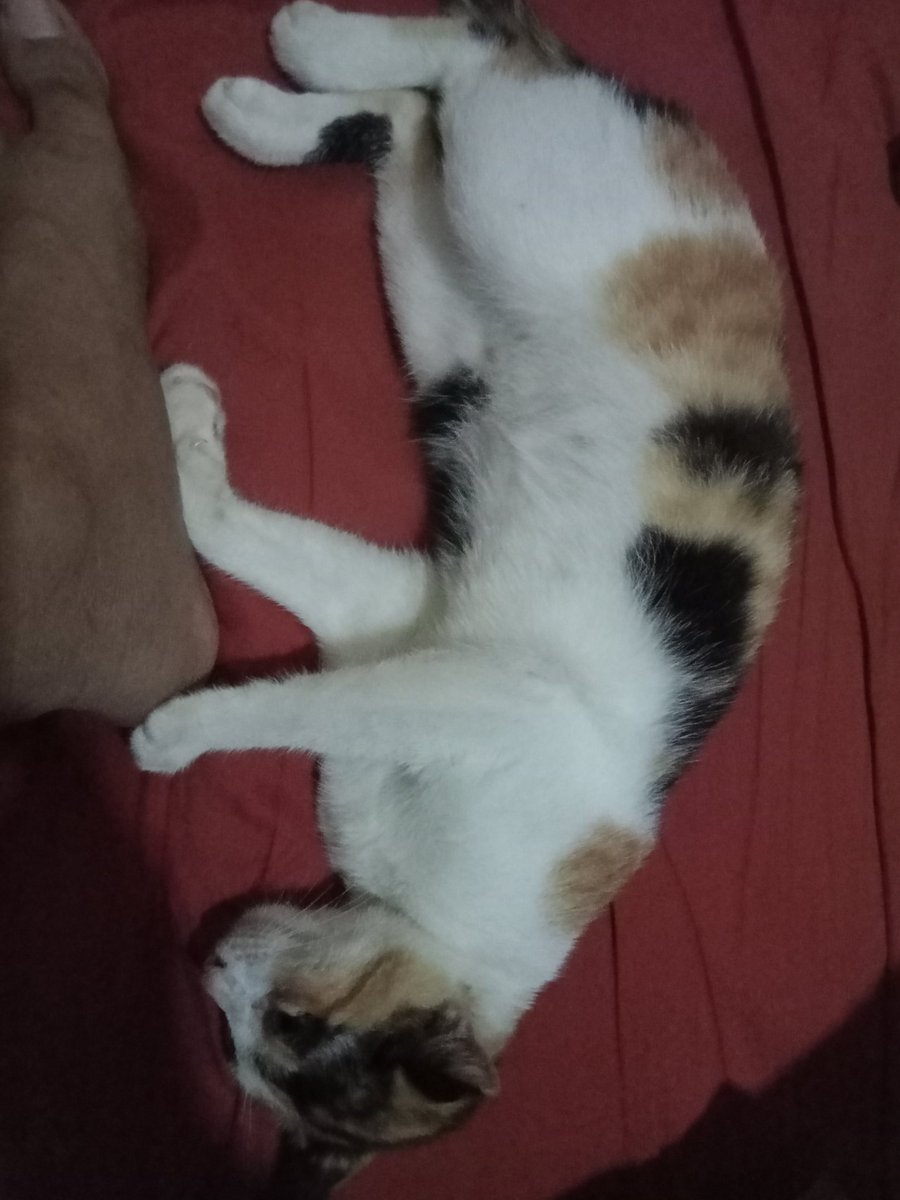 DeomarPandan's tweet photo. Yeah, happy #Caturday ! https://t.co/V7lHU7HAVR