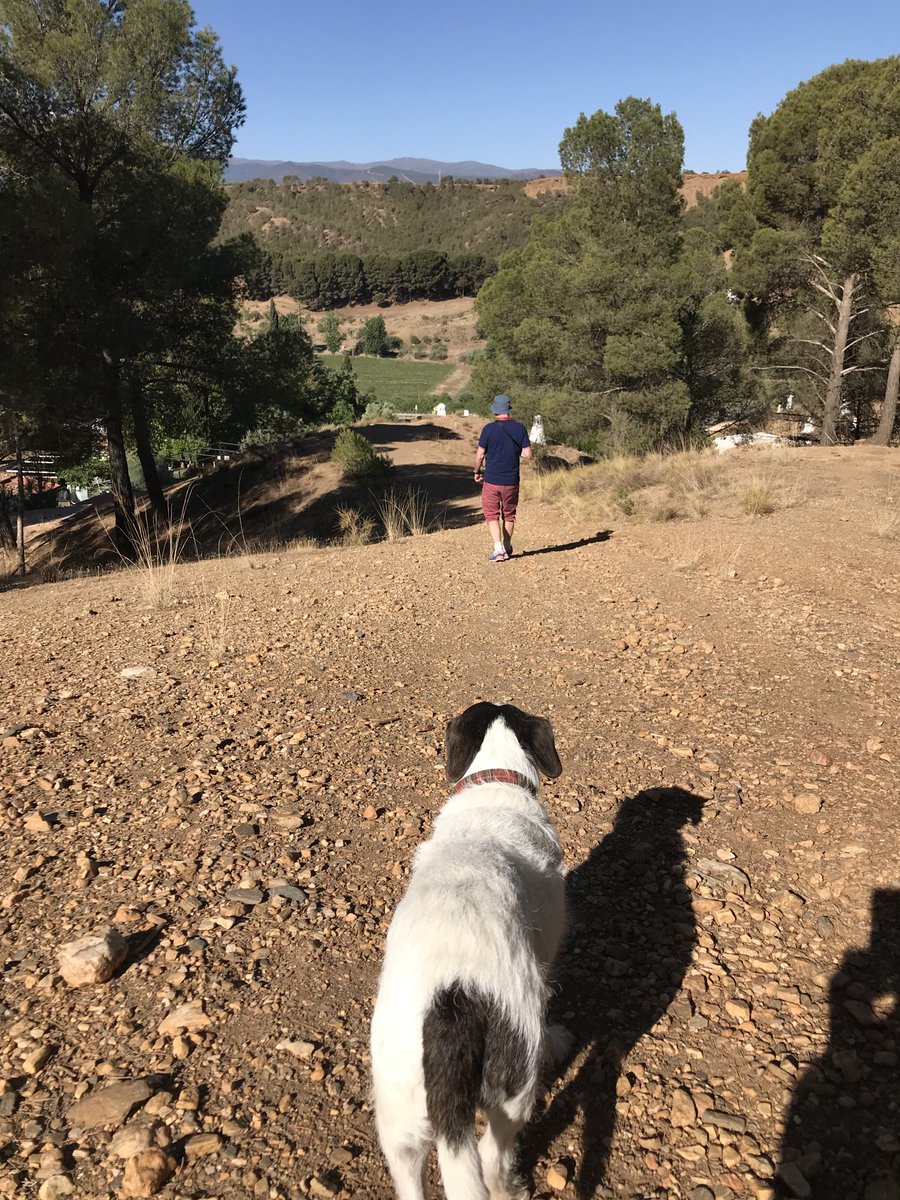 ChuckofClaygate's tweet photo. Soy en Espagna! Furthest south I’ve ever been as a dog. https://t.co/aPL89hCllf