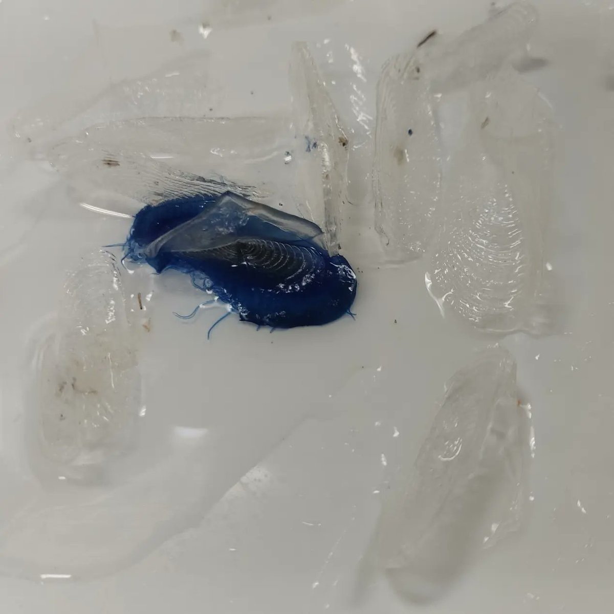 Empezamos a presentar las especies de nuestra baraja. Velella velella, un hidrozoo conocido como medusa velero. Utiliza el viento para desplazarse con su vela. Cuando mueren pierden su color y se vuelven totalmente transparentes.