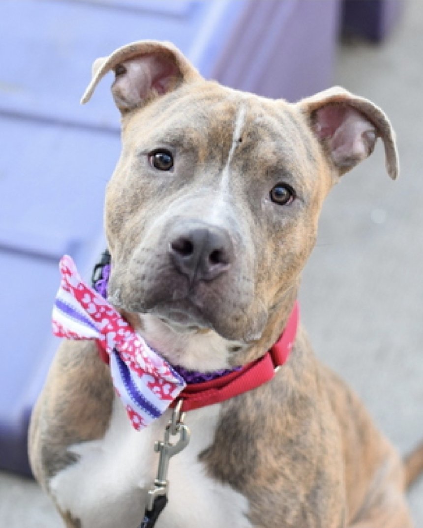 awkward_1110's tweet photo. Jose💙2y
#NYCACC #164217 
🆘KILL COMMAND💔
Adoption fell through💔
Let's try with all our strength to save him🙏 pls 🙏
His fam tied him to a pole n walked away😰
Affectionate friendly...desperate 4 a person he can trust🙏
#Foster #Adopt $1139 in #Pledges 
https://t.co/UFaAzZ6QS8 https://t.co/S4dy3GrThx