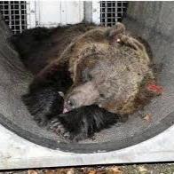 elsa0Pic's tweet photo. Cari Itagliani, scusa se ho stata lontana tanto. Adeso ho tornata per parlare che non e giusto abatimento orsa jey jey che a solo difeso cucioli. Per risolvere lo problema del'orso ha necesaria la rimozione di Fugatto e rinchiusione in nel Casteliere perchè non  facia altri dani! https://t.co/C24jz8GreH