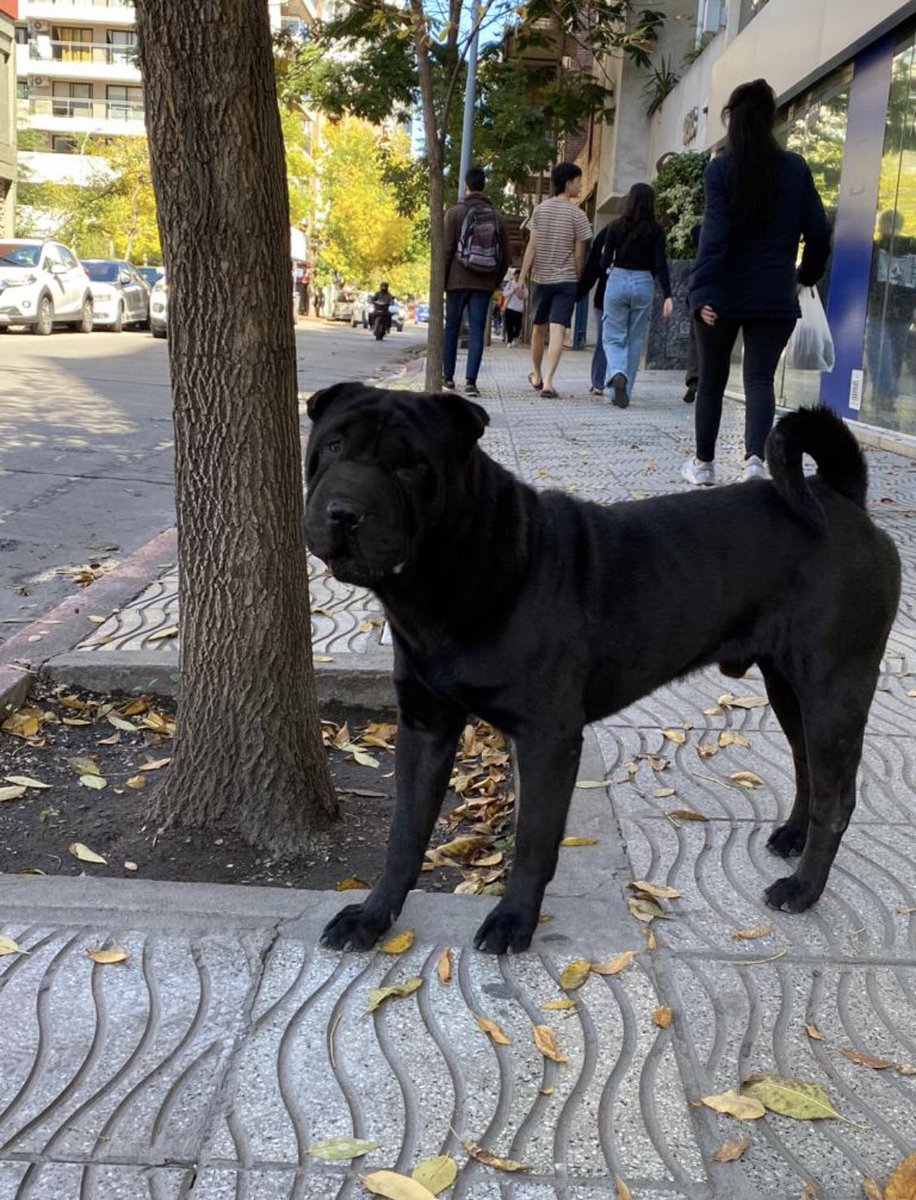 JulietaBec's tweet photo. Este perrito anda deambulando por Obispo Trejo y Brasil. Alguien lo reconoce? 
Es un Shar pei macho sin identificación. 
@VivireNuevaCba @Vivir_en_Guemes https://t.co/LQ7U0GO6UK