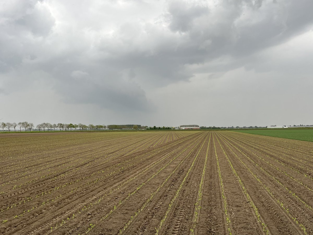 Vol gas deze week! Knolselderij er in en groot deel van de aardappelen!