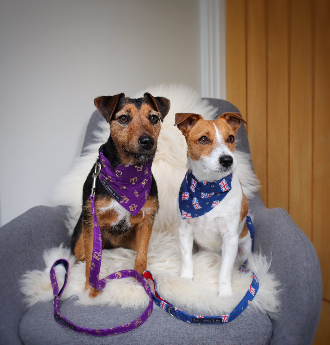 My little coronation cuties 💜🤍💜

Both of which seemed to find a fluffy black feline intruder in our garden far more interesting than watching our newly crowned King and Queen! 👑😂

It enabled me to snap a cute pic of them together though! 

#coronation #KingCharlesIII