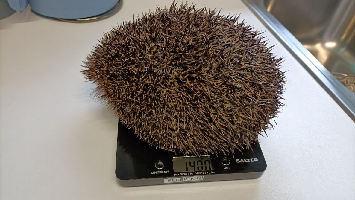ScottishSPCA's tweet image. This hog had deep wounds all over his body from a dog attack when he was rescued.

🦔 Show your support this #HedgehogAwarenessWeek and become a rescuer: bit.ly/3LtlZMA