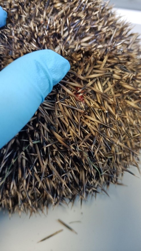 ScottishSPCA's tweet image. This hog had deep wounds all over his body from a dog attack when he was rescued.

🦔 Show your support this #HedgehogAwarenessWeek and become a rescuer: bit.ly/3LtlZMA