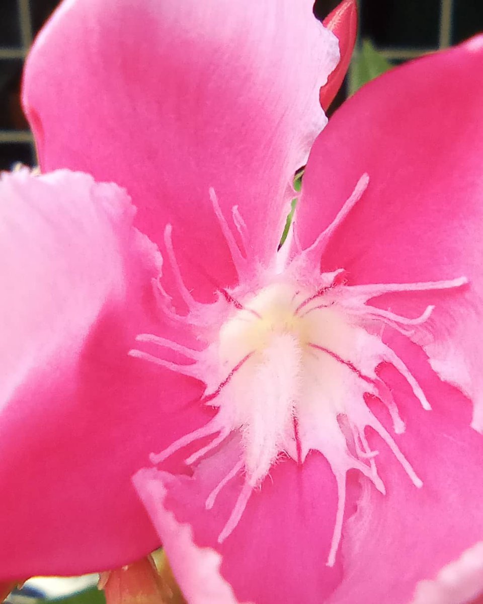 SMxine's tweet photo. Photography Sao Hkun Mxine 
https://t.co/VDyigdZxOX
https://t.co/k9oiql30Cj https://t.co/L5UPQzNeNy
