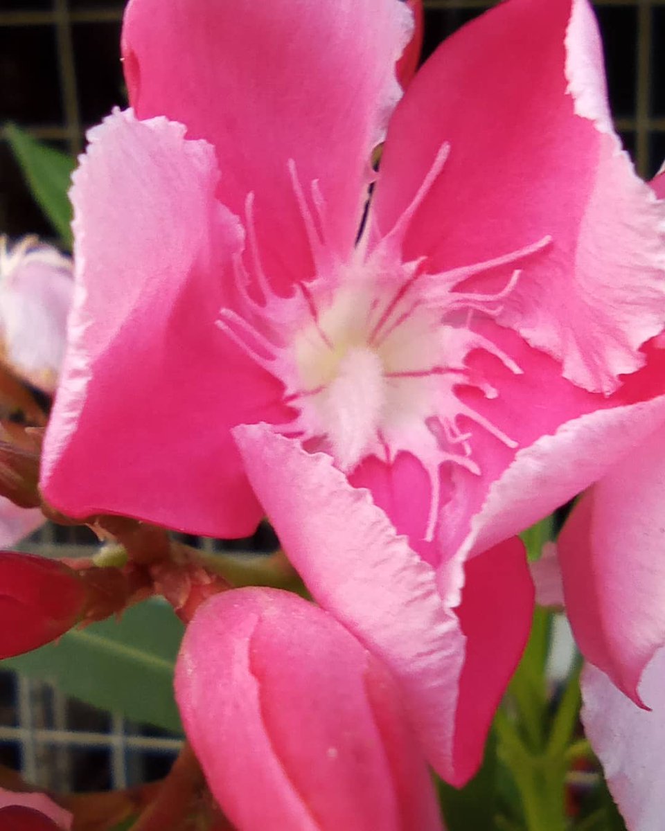 SMxine's tweet photo. Photography Sao Hkun Mxine 
https://t.co/VDyigdZxOX
https://t.co/k9oiql30Cj https://t.co/L5UPQzNeNy
