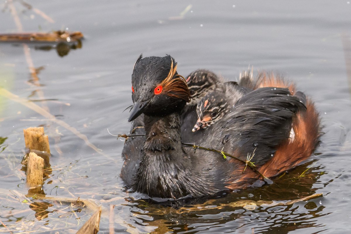 Alan Coe tweet media
