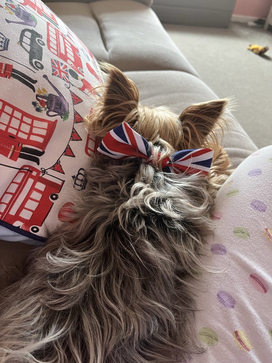 badrick_meg's tweet photo. @patchterrier Tammy too! https://t.co/46hsX28ZGq