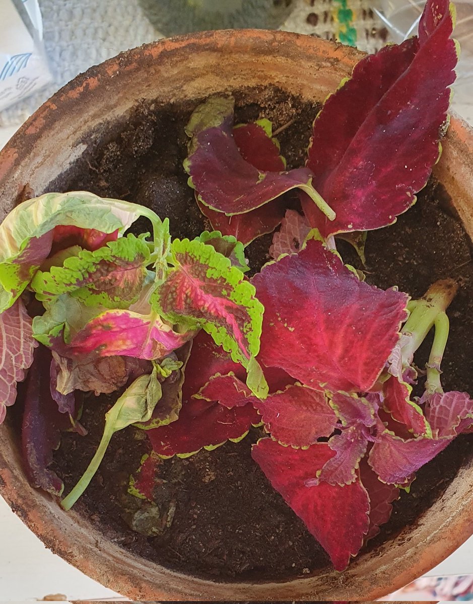 Kevään ensi kukkasvainaa 🤦🏼‍♀️
#TapaVärinokkonenViikossa