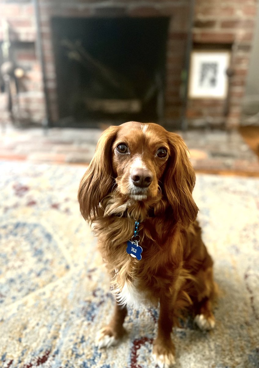 He now only responds to King. #cavalierkingcharles #puppy #Coronation