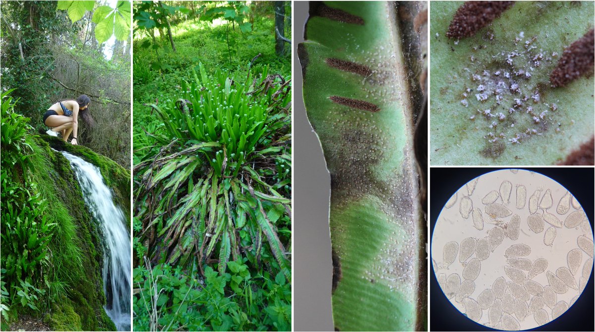 wheatpath's tweet image. (1/2) #Rust on hart&apos;s-tongue fern (#Asplenium scolopendrium) caused by #Milesina scolopendrii, here with uredinia and urediniospores, found along the refreshing &apos;Cascades de Creissels&apos; walk 🧜🏻‍♀️ (Creissels, FR).