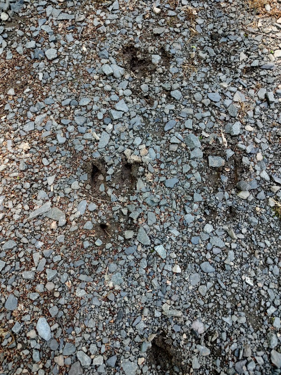 A big deer was through here last night.  Great way to start a Cub Scout camp out.
