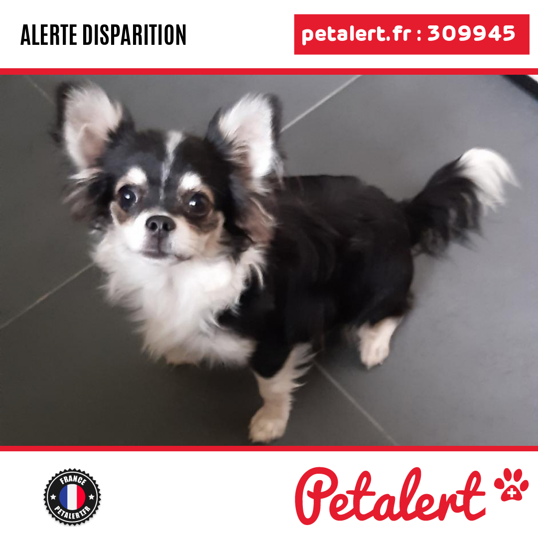 petalert_france's tweet photo. Disparu #Chien #Essonne #MorsangSurOrge #Petalert #PetAlert91 / https://t.co/VbOY5rs3Eq https://t.co/ZH9GXVgH9W