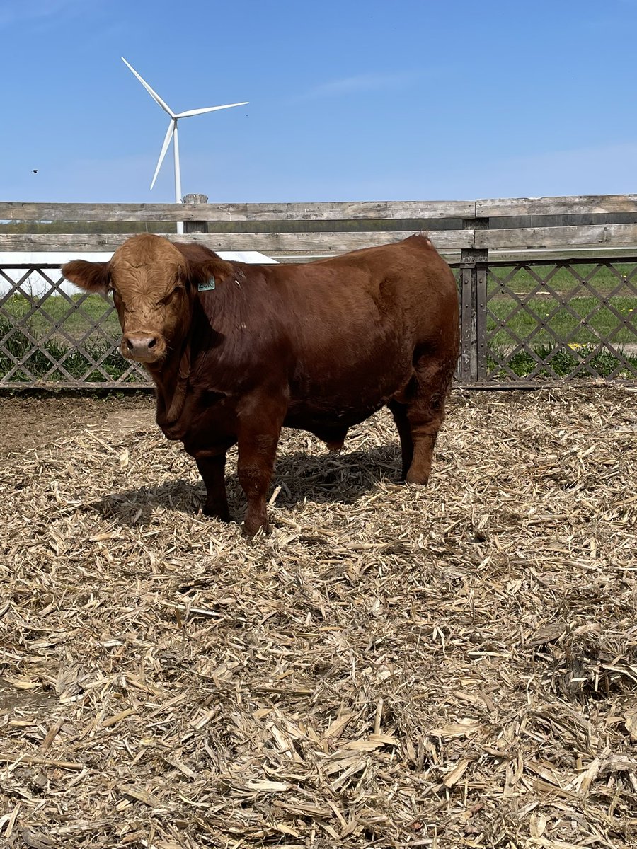 Blair Williamson tweet media