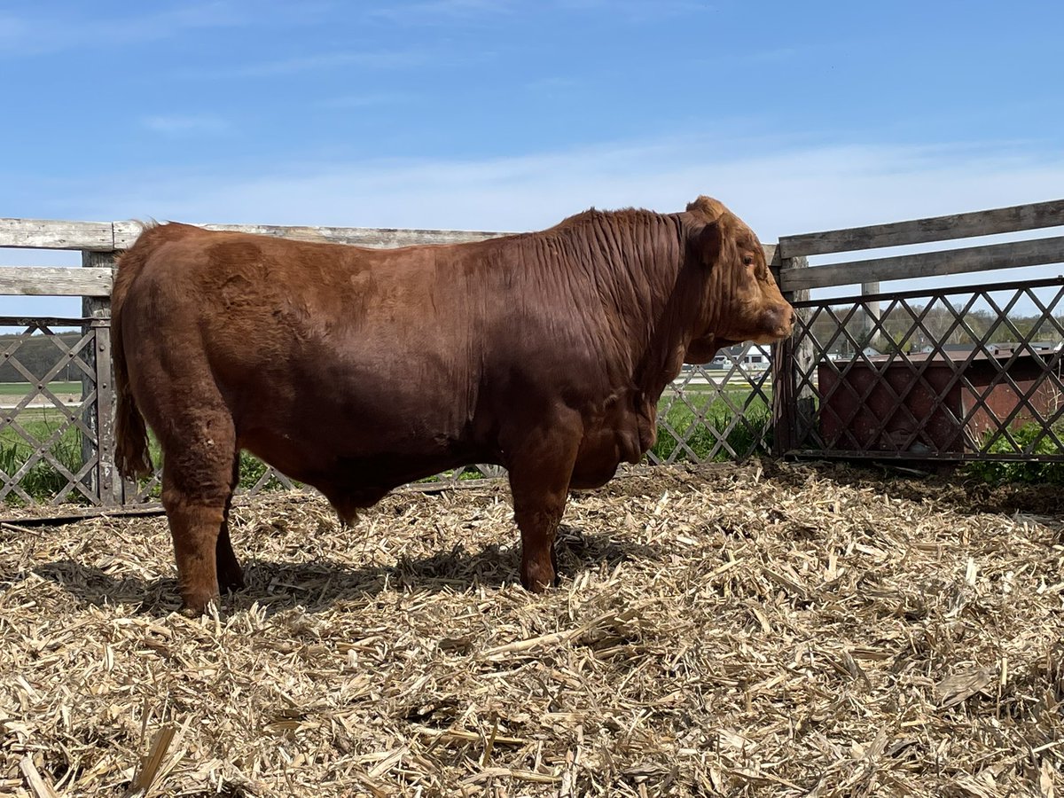 Red Simmental Bull For Sale
RVCC Red Kinnaird 23K
Homo Polled, Semen Tested and ready to go. IPU Bentley X Broker <a href="/OntSimmental/">Ontario Simmental Association</a>