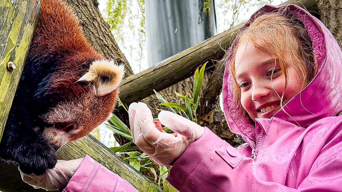 Just a girl who loves red pandas.
