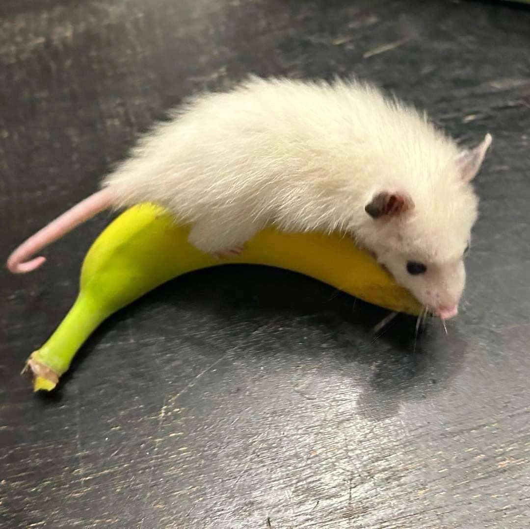 Greyowulf's tweet photo. Possum (Banana-sized) on a banana (Possum-sized) https://t.co/6sHyQlo1DE