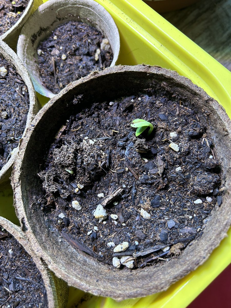 This will become a mammoth sunflower.  #PlantBabies #GrowingFromSeed