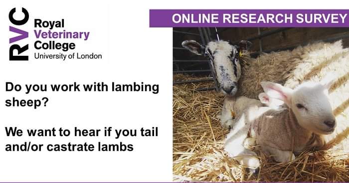 BrReilly2's tweet photo. 🐑Calling all lambing sheep farmers🐑

We want to hear from you to help us with our research into pain relief use at tailing and castration of lambs. 
 https://t.co/uq7XwOWdQe

#teamsheep #sheep #sheepwelfare #sheepfarming #sheepfarmer #sheepvet #painrelief #lambs #lambing https://t.co/HJtVsDtbPz