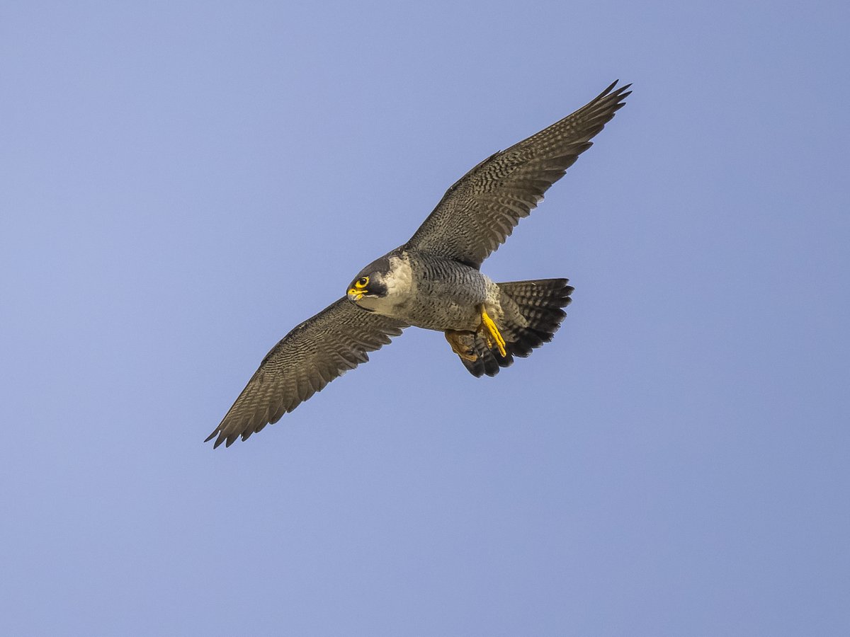 Norwich Peregrines 📷 tweet media