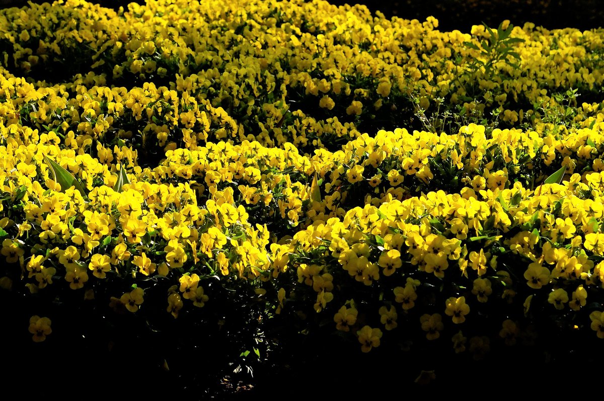 BlazeJapan's tweet photo. ビオラ咲く公園 
#草花 #花鳥風月 #写真 #写真好きと繋がりたい #photo
https://t.co/nw9ZDlD9H4 https://t.co/AjSqAuInyR