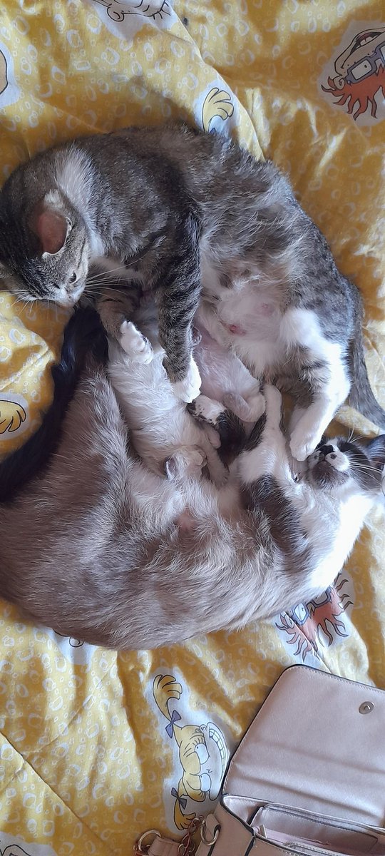 RHuertera's tweet photo. Rayas perdió a su bb así que ahora comparten los de la ramona. https://t.co/XQB6F0JSw8