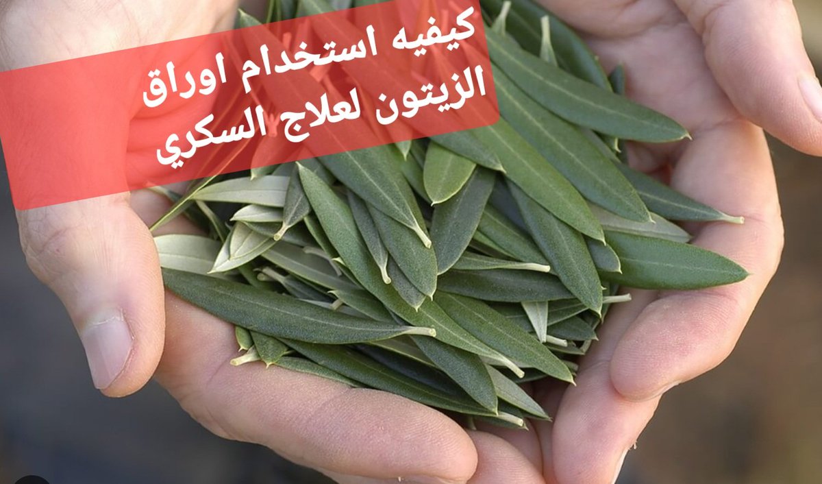 arabaltmed's tweet photo. للاستفاده من ورق الزيتون في علاج اي مرض يتم غليه في طنجرة الضغط حتى يتم استخلاص كافه العناصر الفعاله منه وبالتالي الاستفاده القصوى منها 
٢٥٠ غرام ورق أخضر او ٢٠٠ غرام ناشف في٤ ليتر ماء تغليه ل ١٠ دقائق تصفير لطنجره الضغط تتركه يبرد وتصفيه في زجاجات ويحفظ في الثلاجه لاسبوع.
تابع٢ https://t.co/uW4I5kcnPX