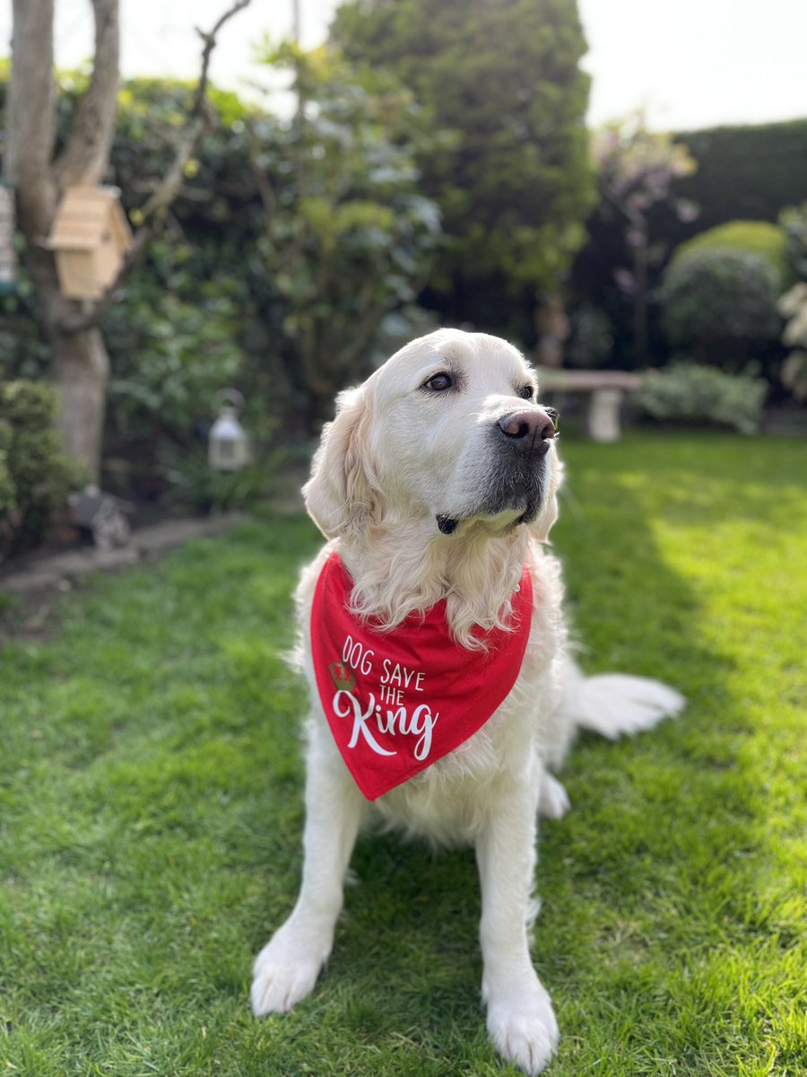 Murphy getting all regal and into the spirit of things today for the #Coronation and all the fabulous Pomp and ceremony. Beautiful father and son moment. Many congratulations. #king #KingCharlesCoronation <a href="/RoyalFamily/">The Royal Family</a> <a href="/KensingtonRoyal/">The Prince and Princess of Wales</a> #goldenretriever