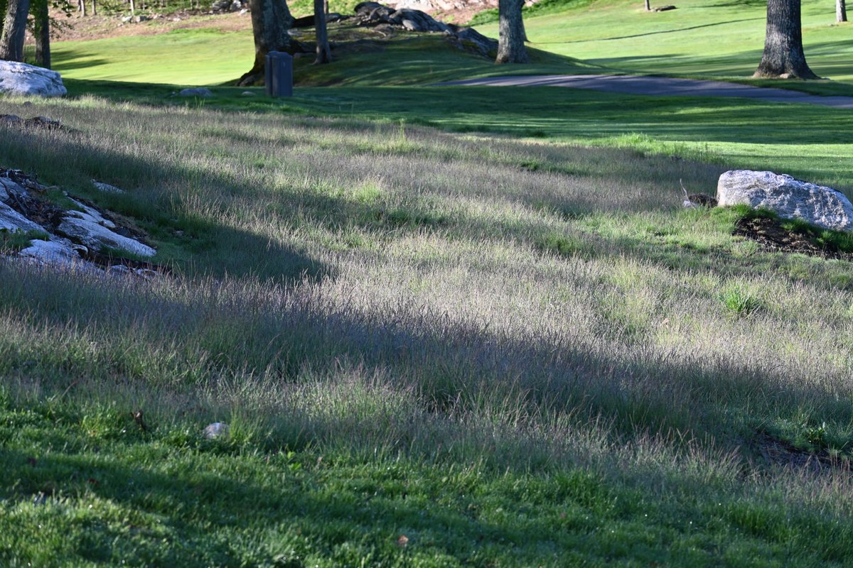 jim_pav's tweet photo. We planted this hard fescue at the end of last summer. Just starting to really take off now! #fairview #fescue #nativeareas #greenwich #golflife #turflife https://t.co/PoCo92GAjA