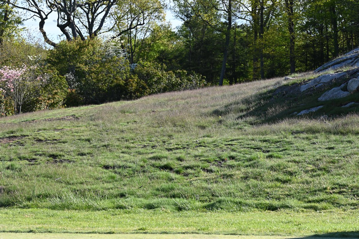 jim_pav's tweet photo. We planted this hard fescue at the end of last summer. Just starting to really take off now! #fairview #fescue #nativeareas #greenwich #golflife #turflife https://t.co/PoCo92GAjA