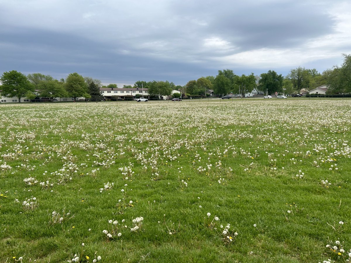 WindowBaller's tweet photo. Finding the foul balls in the dandelion infested field has become a fun game within the game #freshmanbaseball ⁦@PottersBaseball⁩ https://t.co/OZRVzzEKj1
