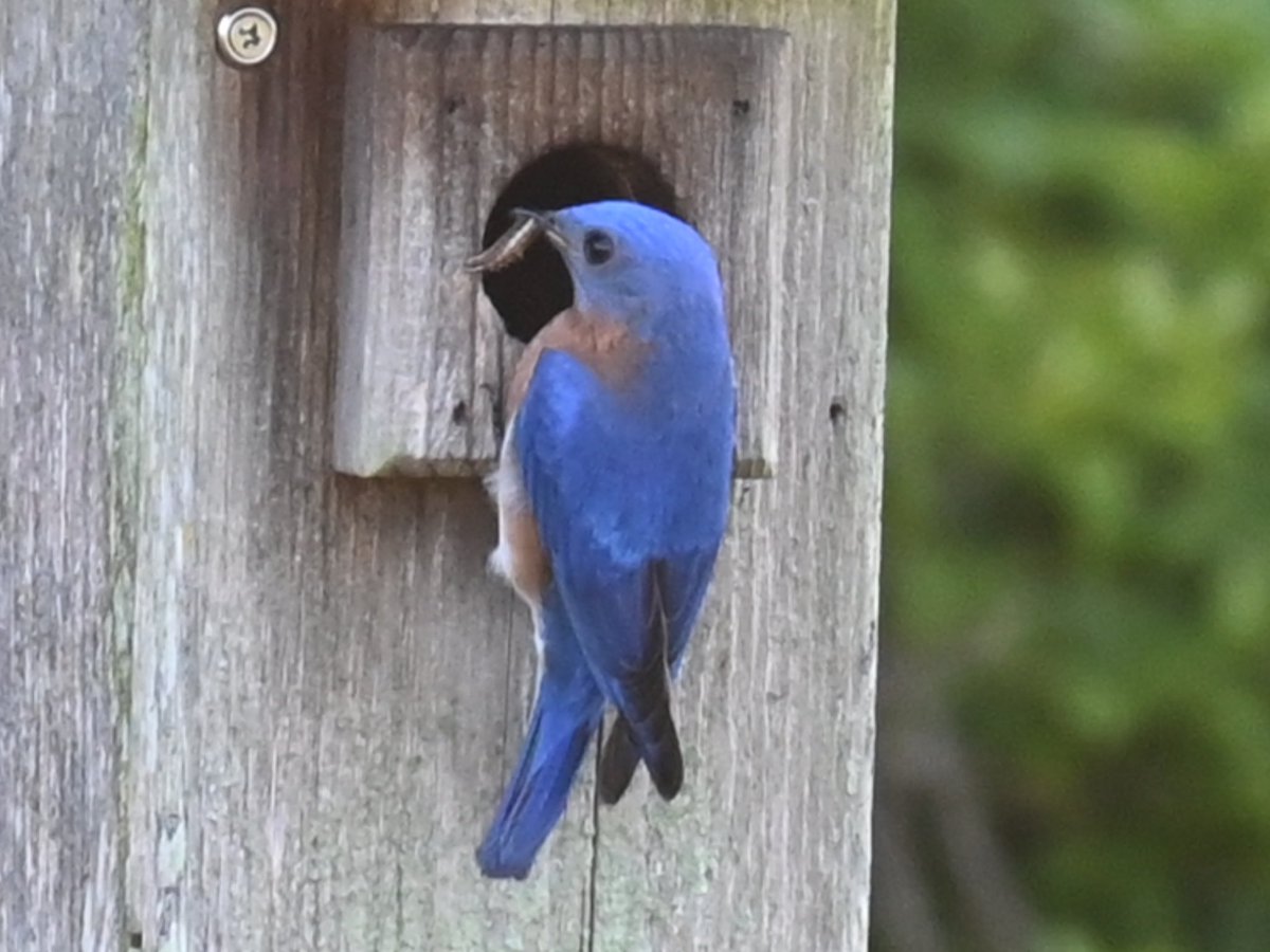 jim_pav's tweet photo. Some exciting things are happening out here. ⁦@audubonsociety⁩ #fairview #greenwich ⁦#pollinatorgardens @AudubonIntl⁩ ⁦@CTAudubon⁩ #easternbluebirds #nestboxes #milkweed #monarchs ⁦@MonarchsJV⁩ ⁦@NYS_GolfBMP⁩ #monarchsintherough https://t.co/CZyePNqHkZ