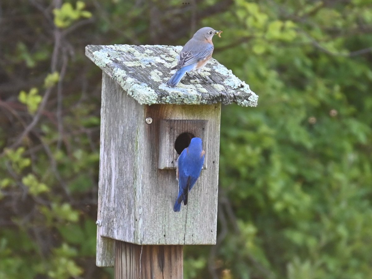 Some exciting things are happening out here. ⁦@audubonsociety⁩ #fairview #greenwich ⁦#pollinatorgardens @AudubonIntl⁩ ⁦@CTAudubon⁩ #easternbluebirds #nestboxes #milkweed #monarchs ⁦@MonarchsJV⁩ ⁦@NYS_GolfBMP⁩ #monarchsintherough