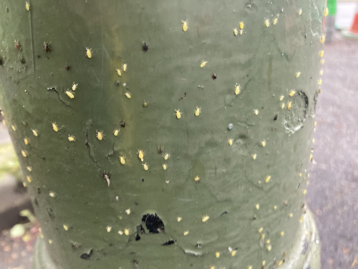 gemmabeepo's tweet photo. Tons of aphids on this green  metal bollard. They are fools. https://t.co/P2EV84XqBP