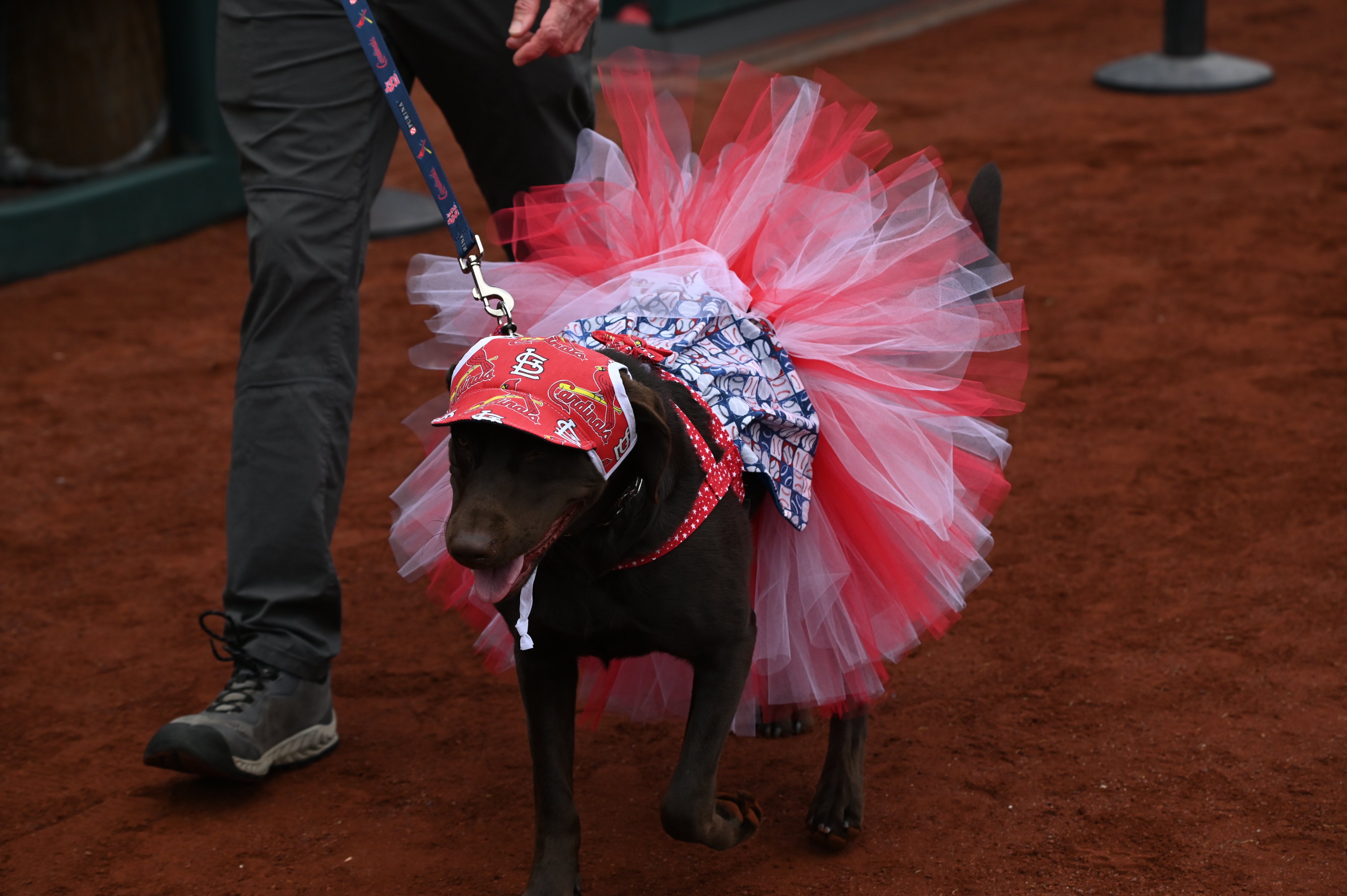 St. Louis Cardinals on X: 🚨 Wholesome Content Alert! 🚨 https