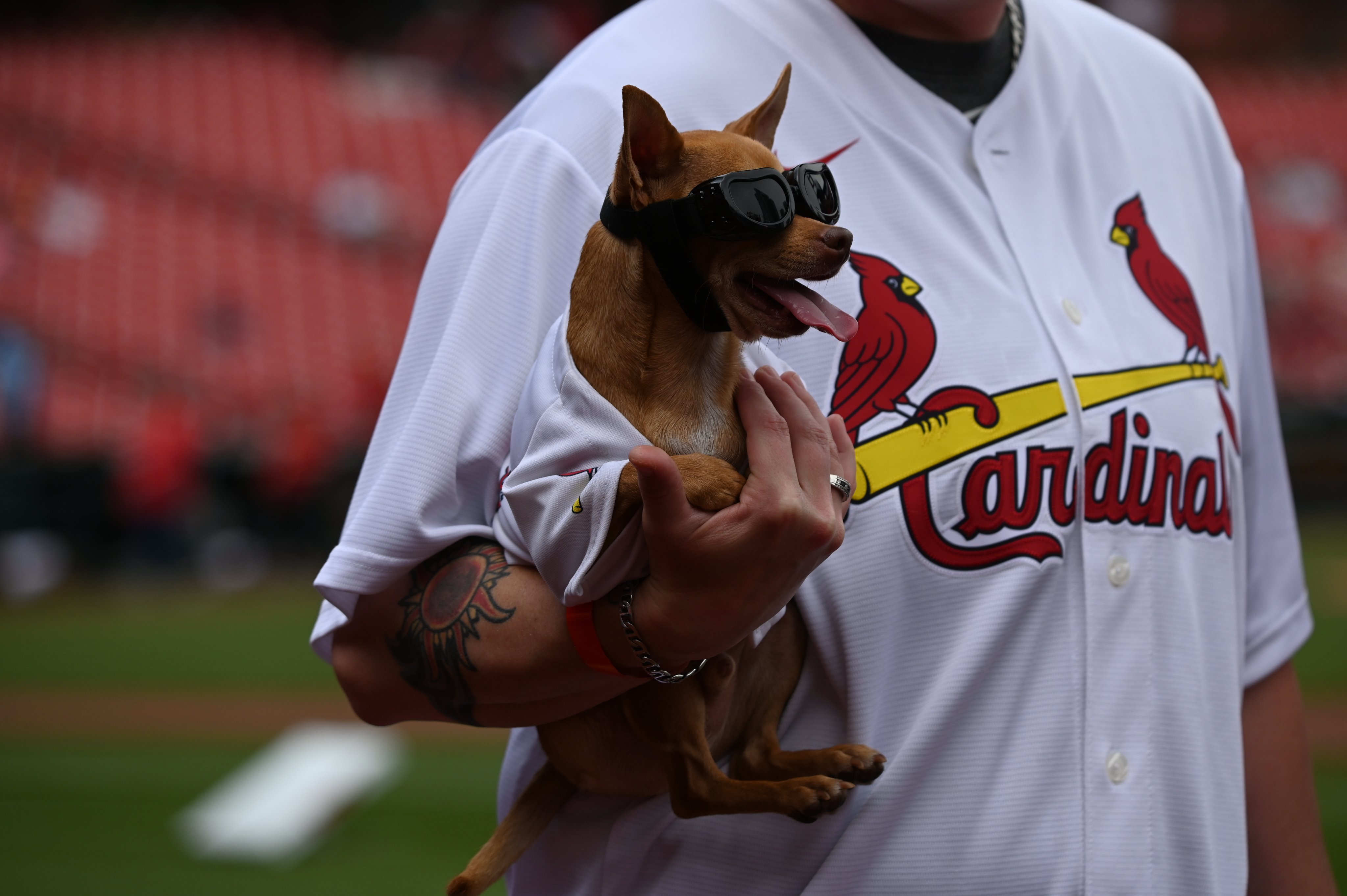 St Louis Cardinals Dog Jersey