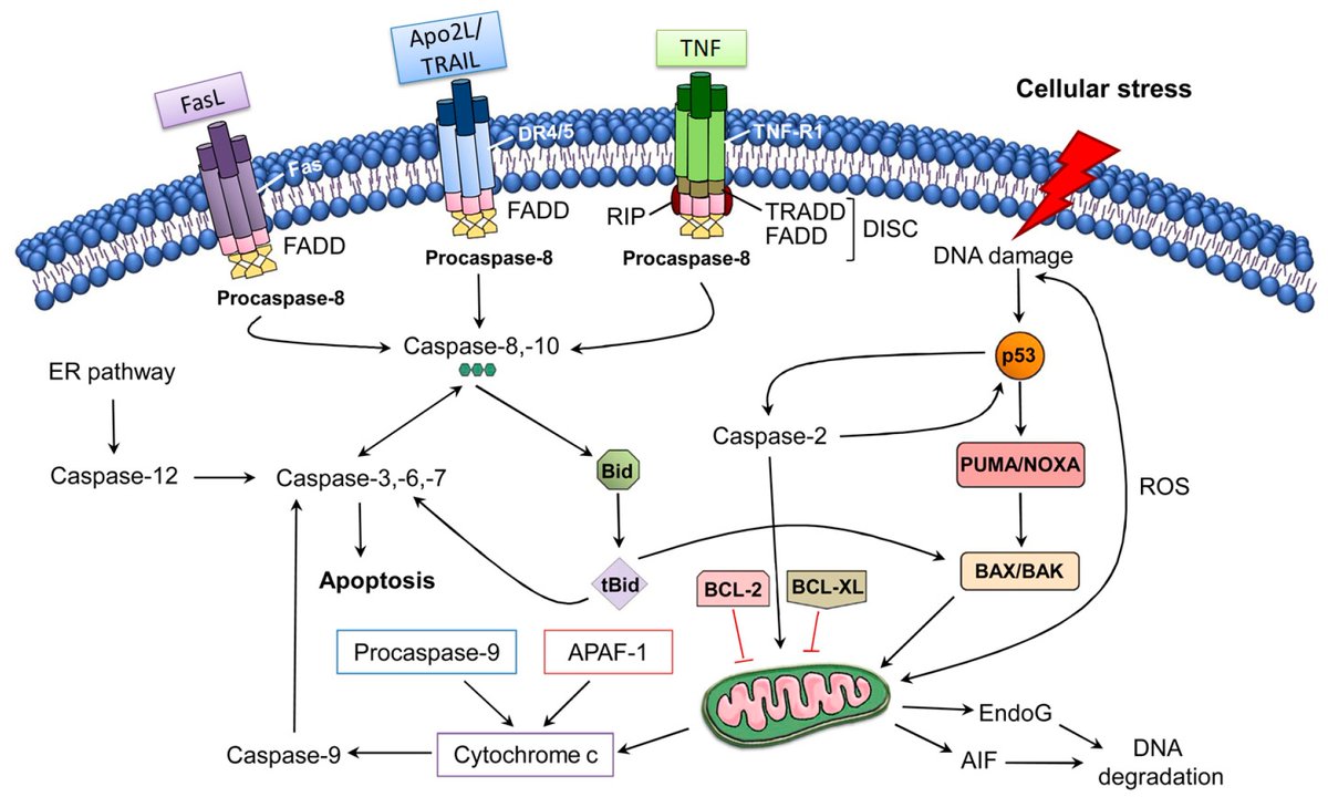 Molecules_MDPI's tweet photo. 📌#apoptosis #neuronaldeath #neuroprotectivedrugs
New Publication “Potential of Therapeutic Small Molecules in Apoptosis Regulation in the Treatment of Neurodegenerative Diseases: An Updated Review”
By Dailah et al.
👉https://t.co/kY15SU65Cm
#mdpimolecules #NewPublication https://t.co/jTGliyCXjA